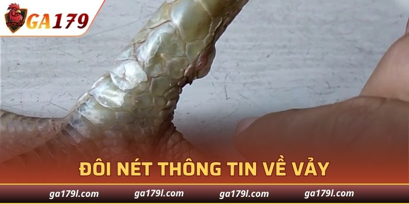 Khái quát thông tin về vảy giáp vy đao