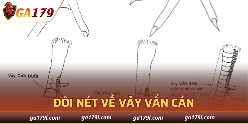 Khái quát về vảy Vấn Cán cuốn hút