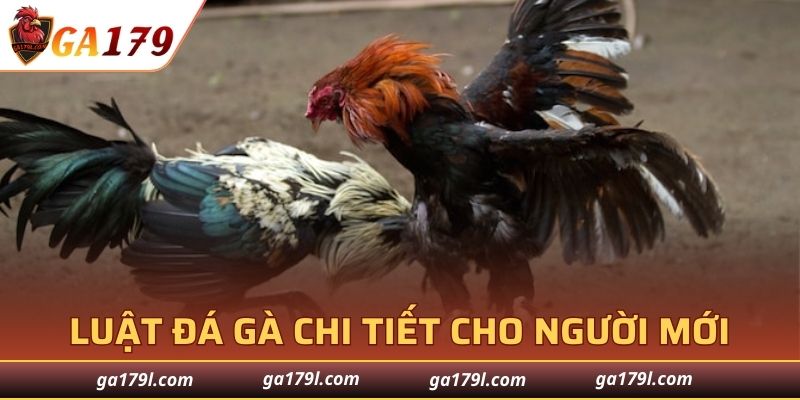 Khám phá luật đá gà chi tiết cho người mới