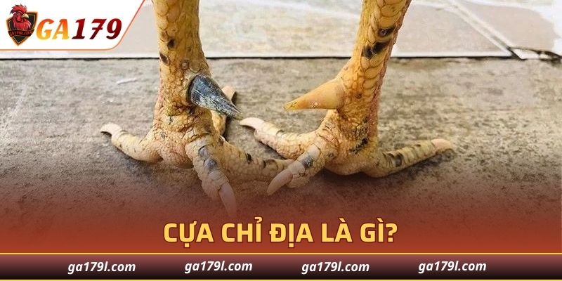Khám phá sự bí ẩn của Cựa Chỉ Địa trong thế giới gà chọi