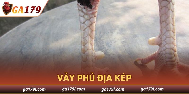Lớp sừng Phủ Địa kép độc đáo của kê chiến