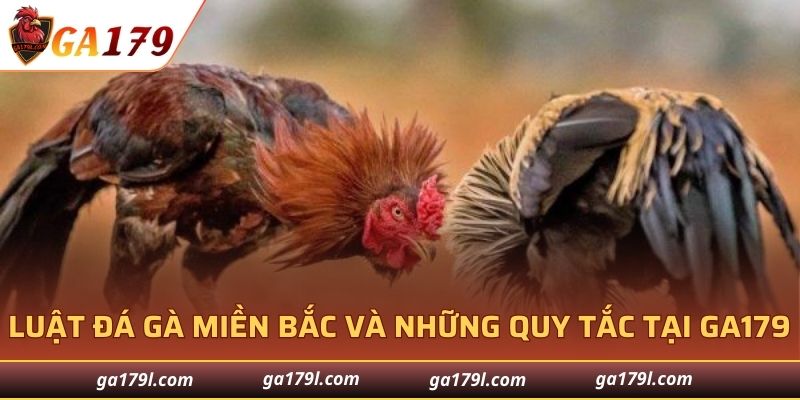 Luật đá gà Miền Bắc