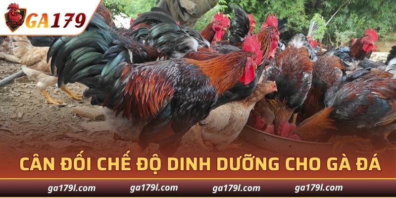 Lưu ý cân đối chế độ dinh dưỡng cho gà đá