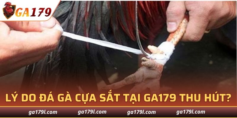 Lý do đá gà cựa sắt tại GA179 thu hút?