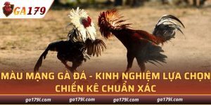 Màu Mạng Gà Đá