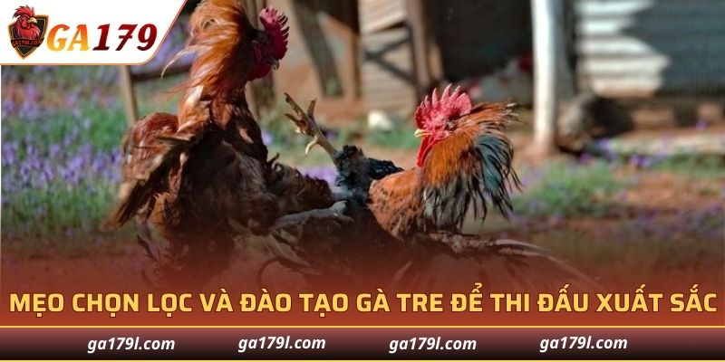 Mẹo chọn lọc và đào tạo gà tre để thi đấu xuất sắc