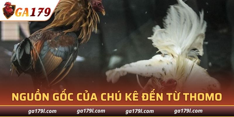 Nguồn gốc của chú kê đến từ Thomo