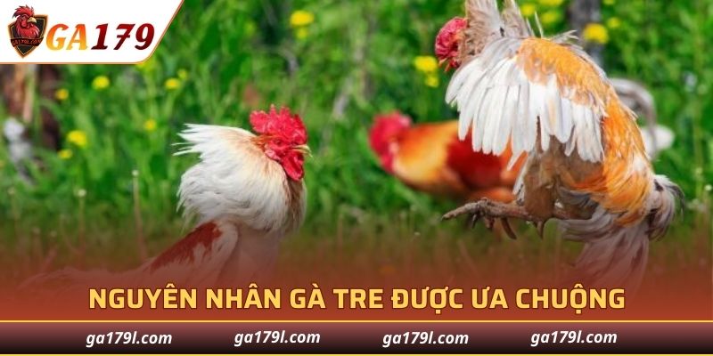 Nguyên nhân gà tre được ưa chuộng