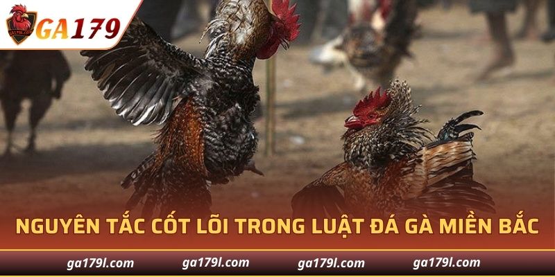 Nguyên tắc trong luật đá gà miền Bắc