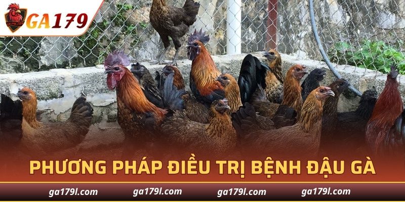 Những phương pháp điều trị bệnh đậu gà hiệu quả