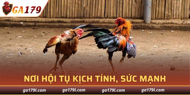 Nơi hội tụ kịch tính, sức mạnh và thử thách