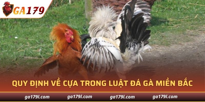Quy định về cựa trong luật đá gà miền Bắc