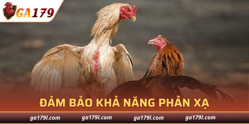 Rèn cho gà phản xạ tốt