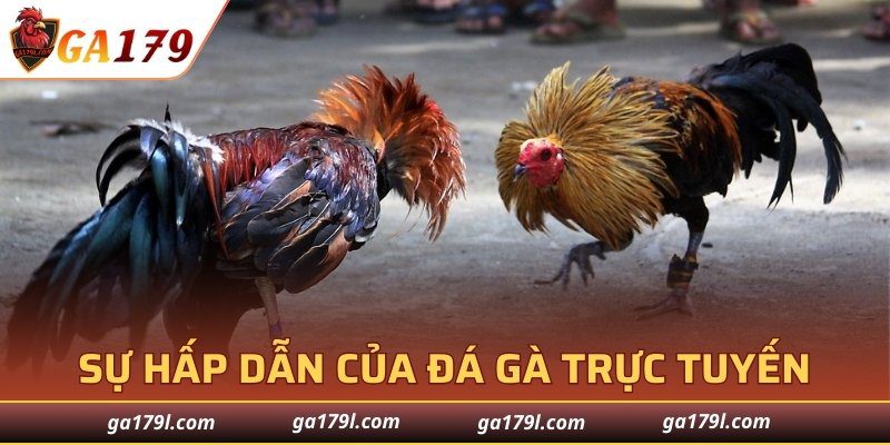 Sự hấp dẫn đến nghẹt thở của đá gà trực tuyến