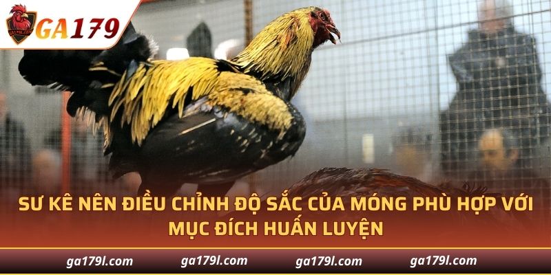 Sư kê nên thường xuyên điều chỉnh độ sắc của móng