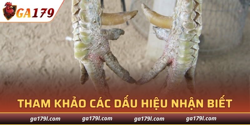 Tham khảo các dấu hiệu nhận biết giống chiến kê đặc biệt này