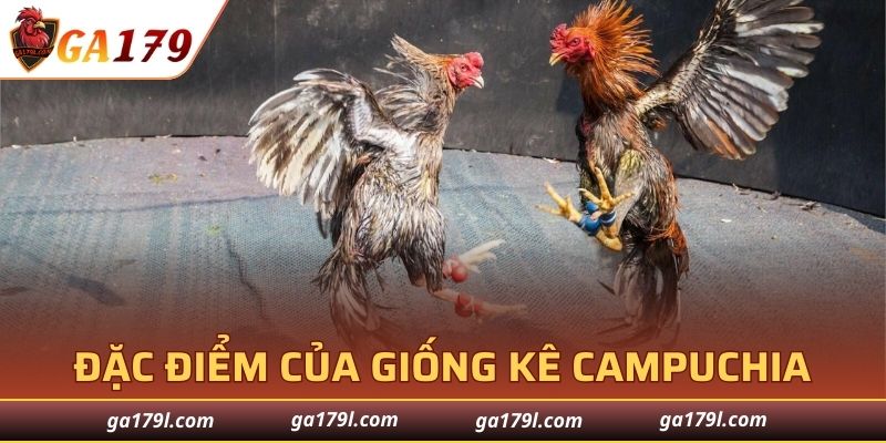Thế mạnh vượt trội của giống kê chọi Campuchia