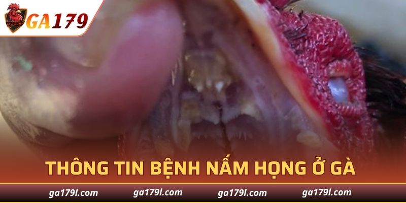 Thông tin chi tiết về bệnh nấm họng ở gà