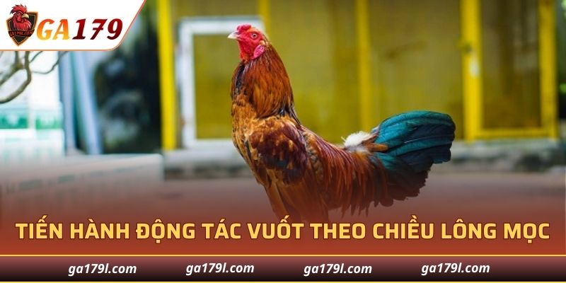 Tiến hành động tác vuốt theo chiều lông mọc