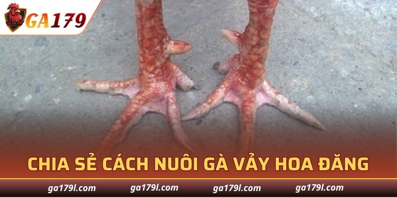 Tiết lộ phương pháp nuôi gà vảy hoa đăng chuẩn xác