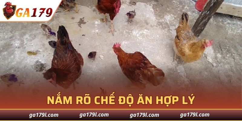 Tìm hiểu về chế độ ăn và thực phẩm