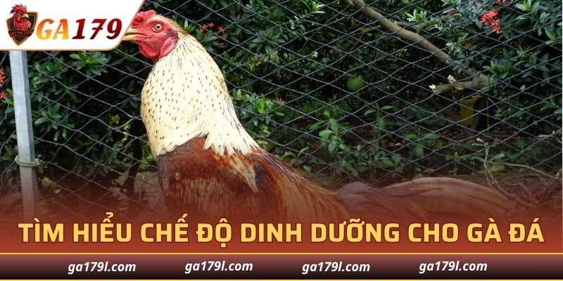 Tìm hiểu về chế độ dinh dưỡng cho gà đá