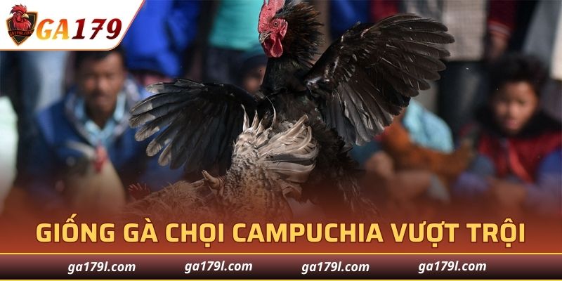 Tổng hợp các giống gà chiến Campuchia hàng đầu