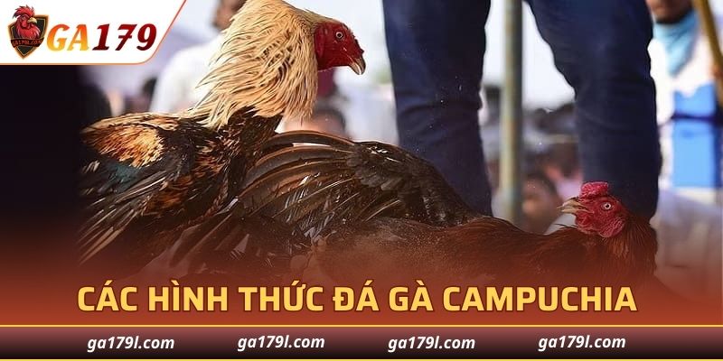 Tổng hợp các hình thức đá gà Campuchia phổ biến hiện nay