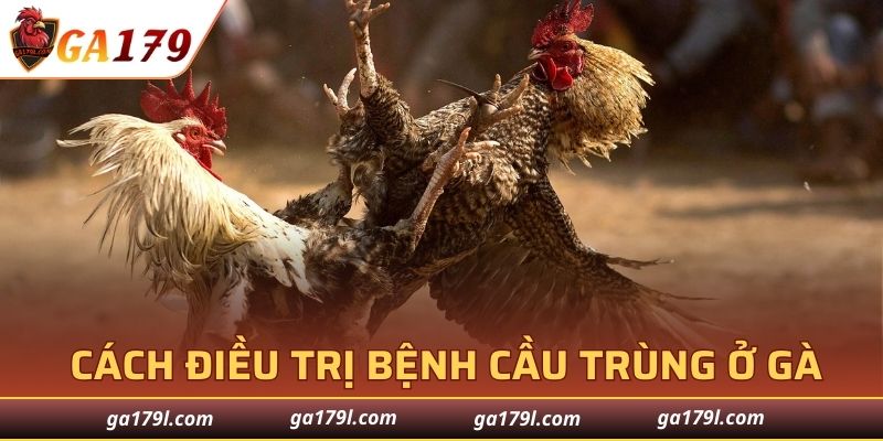 Tổng hợp cách điều trị bệnh cầu trùng ở gà