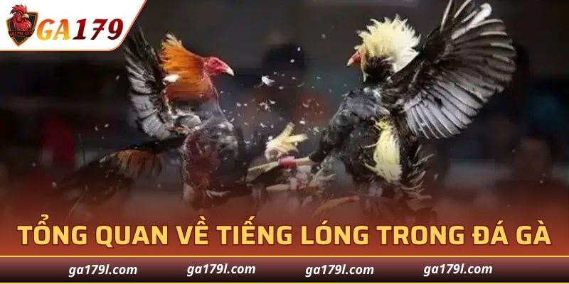Tổng quan về tiếng lóng trong đá gà