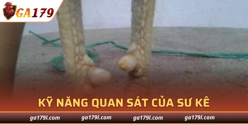 Trình độ quan sát của các sư kê