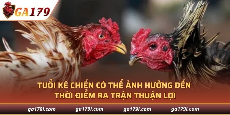 Tuổi gà chiến có thể ảnh hưởng đến thời điểm ra trận