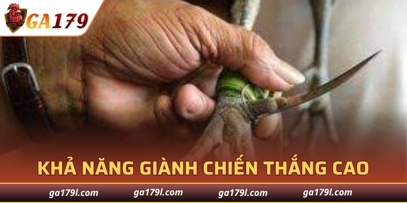 Tỷ lệ giành được chiến thắng 100%