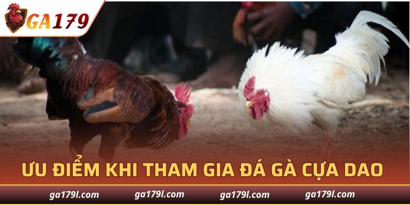 Ưu điểm khi tham gia đá gà cựa dao GA179