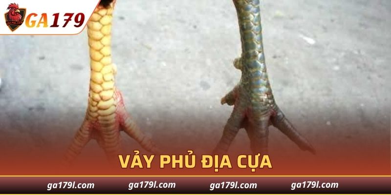 Vảy Phủ Địa cựa thú vị của gà chọi