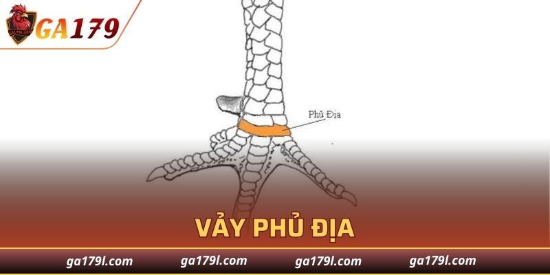 Vảy Phủ Địa