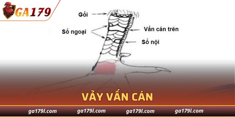 Vảy Vấn Cán