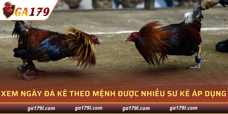 Xem ngày đá gà theo mệnh được nhiều sư kê áp dụng
