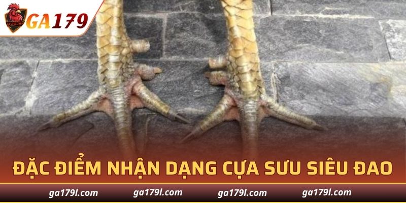 Vũ khí huyền thoại giúp những chiến sĩ gà trở lên vượt trội hơn